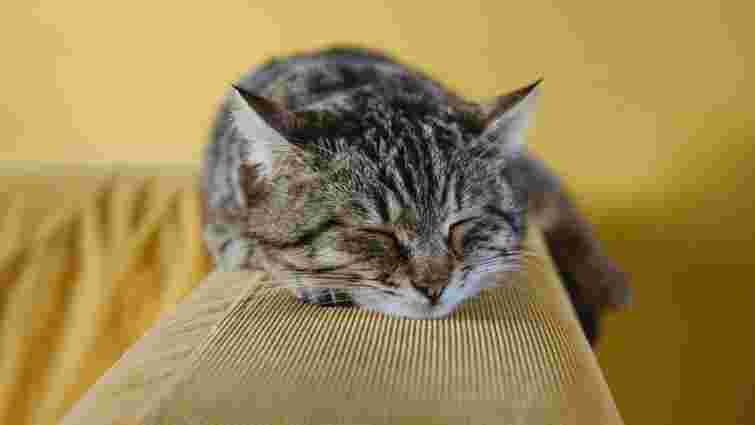 Він на вас не злиться: чому ваш кіт ігнорує вас