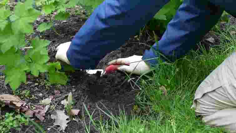 Ці п’ять важливих робіт у саду не можна пропустити: що потрібно зробити після зими