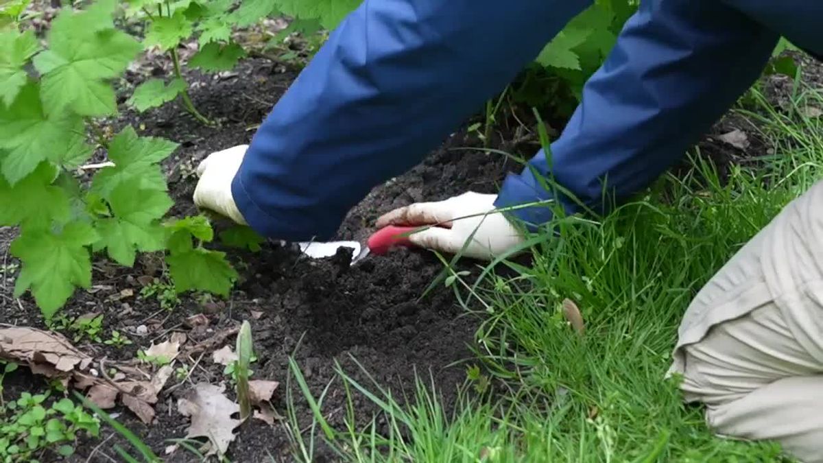 Ці п’ять важливих робіт у саду не можна пропустити: що потрібно зробити після зими