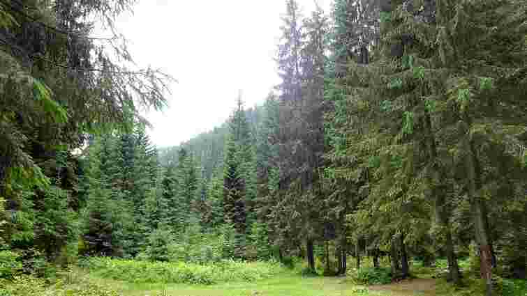 Прокуратура повернула державі 20 приватних ділянок біля Буковеля