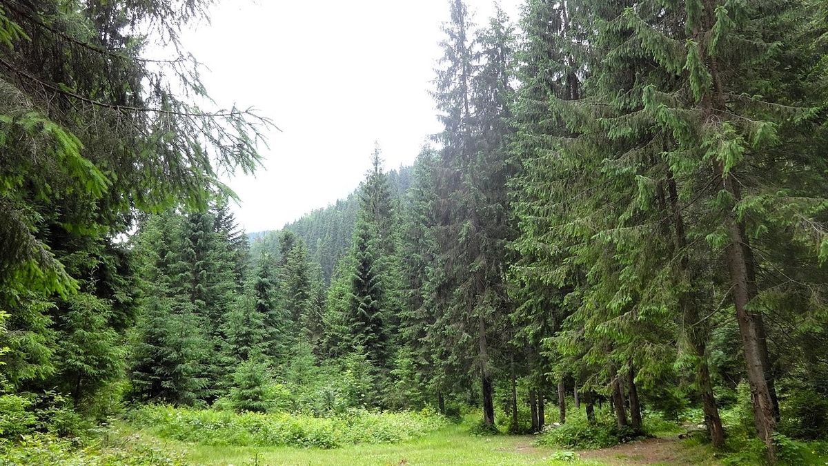 Прокуратура повернула державі 20 приватних ділянок біля Буковеля