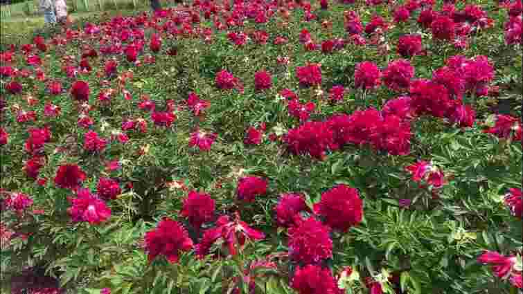 Як виростити айстри з розсади: терміни посіву та секрети догляду