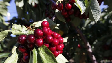 Ідеальний час у березні: чим підживити плодові дерева для рясного урожаю