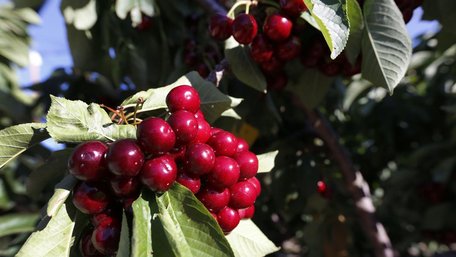 Ідеальний час у березні: чим підживити плодові дерева для рясного урожаю