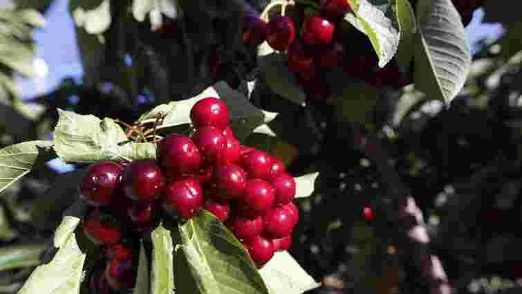 Ідеальний час у березні: чим підживити плодові дерева для рясного урожаю
