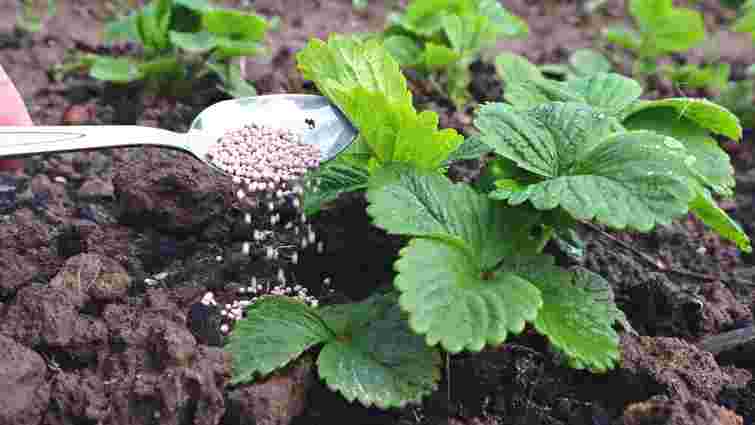 Ягоди будуть великі та ароматні: чим треба підживити полуницю в березні