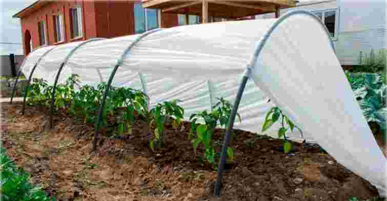 Агроволокно, плівка чи полікарбонат: плюси і мінуси різних матеріалів для парника