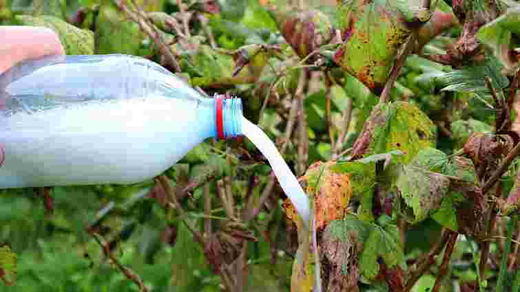 Урожай збиратимете відрами: три підживлення, які допоможуть аґрусу рясно родити