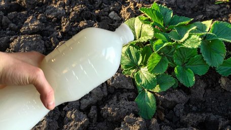 Сода, дріжджі та сіль: прості кухонні засоби для гарного врожаю цибулі