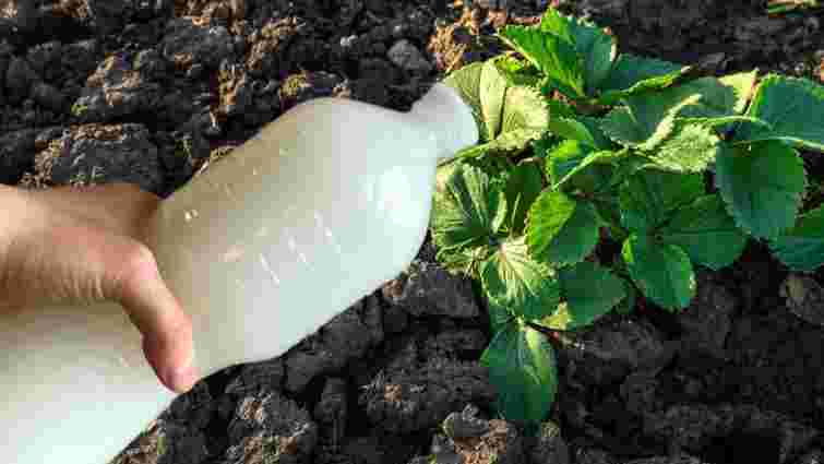 Сода, дріжджі та сіль: прості кухонні засоби для гарного врожаю цибулі