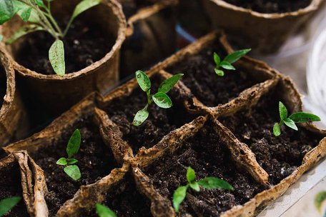 Чим замінити горщики для розсади: 5 простих ідей із підручних матеріалів