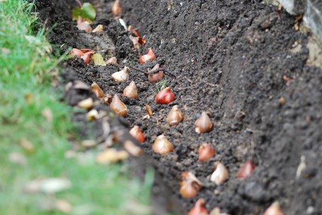 Весняна посадка цибулі: коли починати та як правильно висаджувати