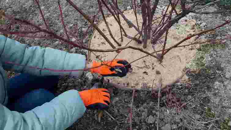 Найкращий час: що треба знати про весняну посадку сливи у відкритий ґрунт