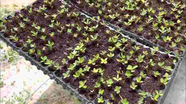 Час пікірувати розсаду: навіщо це потрібно і як зробити правильно