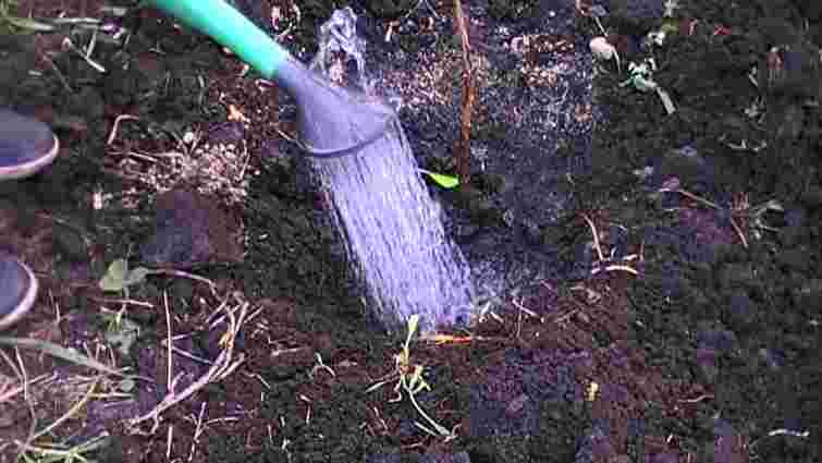 Сіль і оцет проти бур’янів: домашній гербіцид, який очистить вашу ділянку