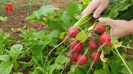 Простий лайфгак перед посівом: як прискорити проростання редиски