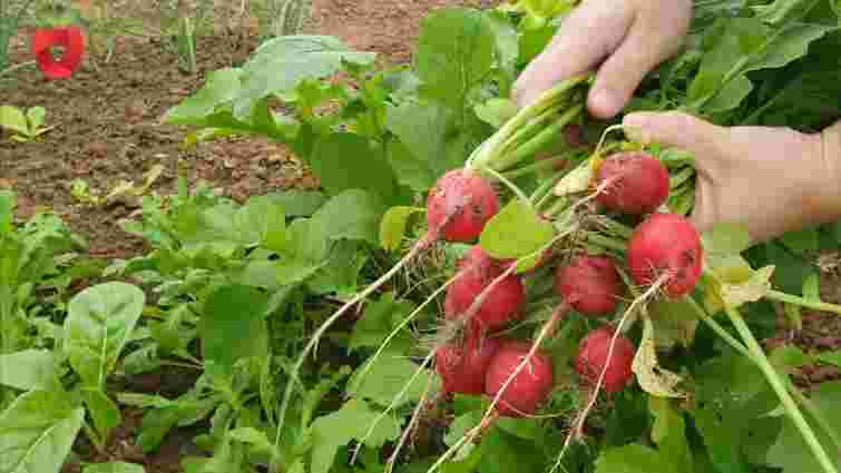 Простий лайфгак перед посівом: як прискорити проростання редиски