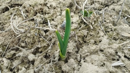 5 кроків до великих головок: що слід зробити з озимим часником навесні