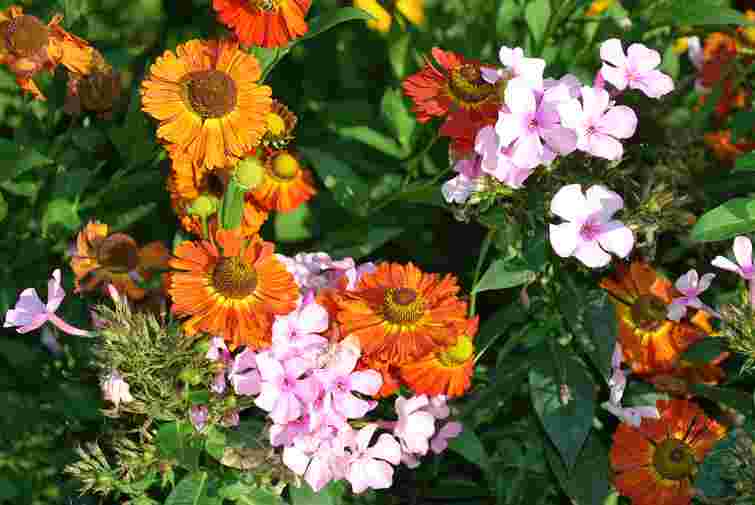 Ці квіти швидко ростуть: 7 рослин для раннього цвітіння на клумбі