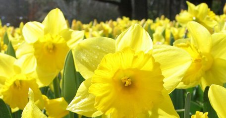 Ця популярна весняна квітка вкрай небезпечна для котів і собак: ознаки отруєння