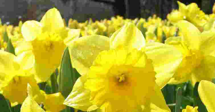 Ця популярна весняна квітка вкрай небезпечна для котів і собак: ознаки отруєння