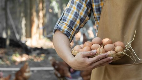 На Буковині побудують птахоферму потужністю понад 120 млн яєць на рік