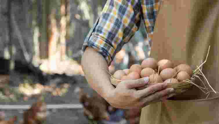 На Буковині побудують птахоферму потужністю понад 120 млн яєць на рік