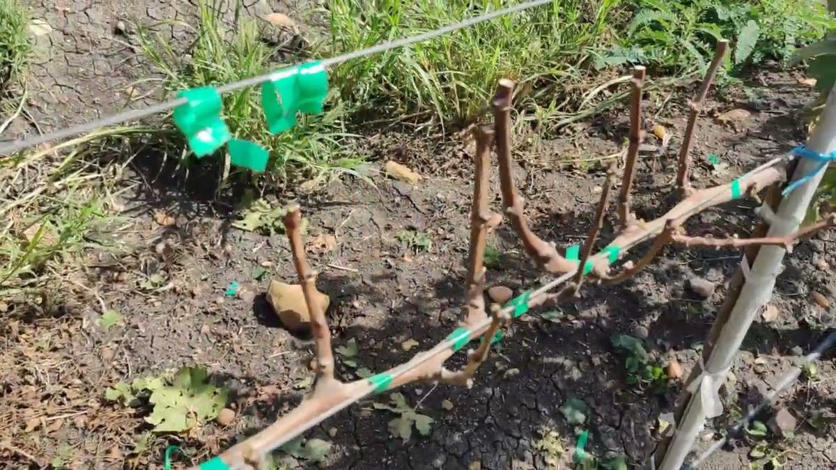 Це стане критичною помилкою: що не можна робити з виноградом у березні