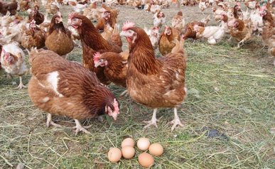 Понад три сотні на рік: які породи курей несуть найбільше яєць