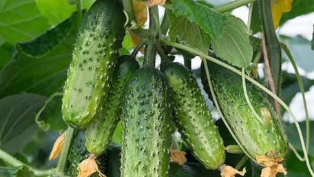 Огірки ростуть як на дріжджах: підсипте це під кущі після сходів
