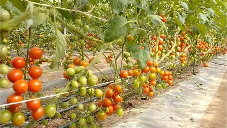 Проблема низької врожайності помідорів вирішена: використайте азійський метод вирощування