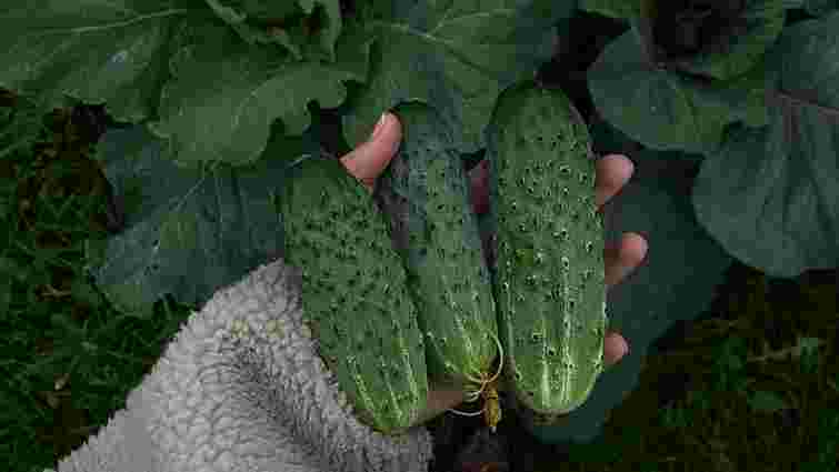 Рослини-помічники для огірків: що варто посадити поруч для покращення врожаю