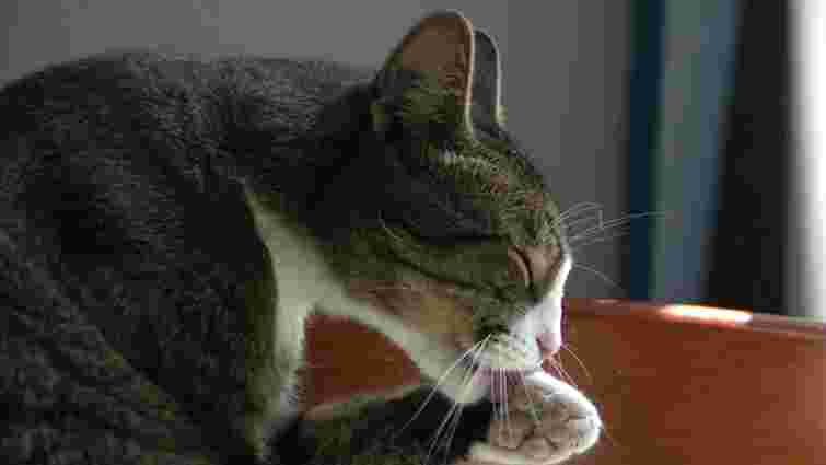 Усе нормально, поки це в міру: чому кіт гризе свою шерсть