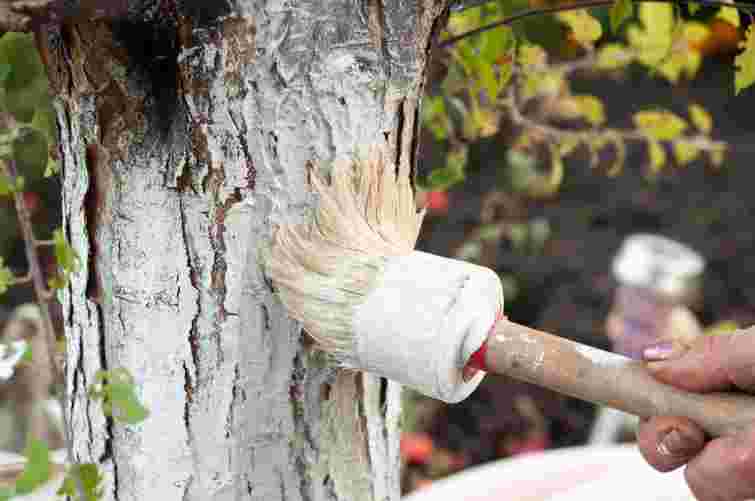 Може лише нашкодити: які дерева в саду заборонено білити навесні