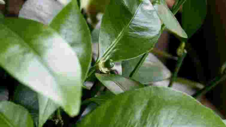 Секрет догляду за фікусом: навіщо протирати листя банановою шкіркою