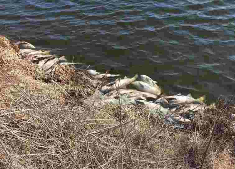 Екоінспектори встановлюють причину масової загибелі риби у водоймах на Тернопільщині