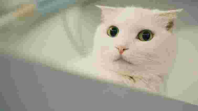 Непередбачуваний, гучний і величезний: чому ваш кіт так боїться пилососа