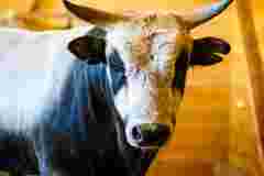 Мешканку Хмельниччини судили за неналежний догляд за худобою