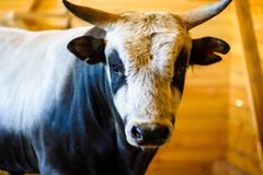 Мешканку Хмельниччини судили за неналежний догляд за худобою