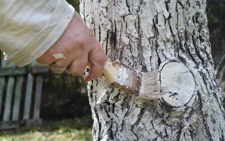 Є два найкращі засоби: чим насправді потрібно обробляти зрізи дерев