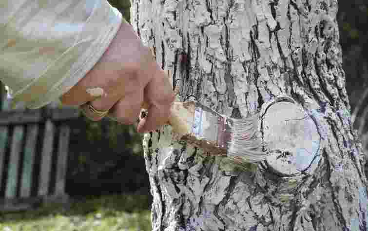 Є два найкращі засоби: чим насправді потрібно обробляти зрізи дерев