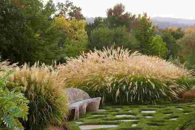 Моносад у тренді: як оформити сад із однієї квітки, щоб усіх вразити