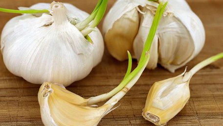 Зіпсований чи ні: чи безпечно їсти пророслий часник