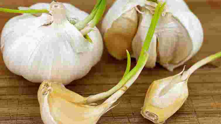 Зіпсований чи ні: чи безпечно їсти пророслий часник