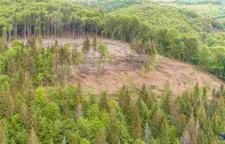 Петицію про заборону забудови Карпат зареєстрували на сайті Офісу президента з пʼятої спроби