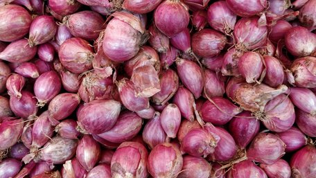 Чим цибуля шалот відрізняється від звичайної: несподівані нюанси