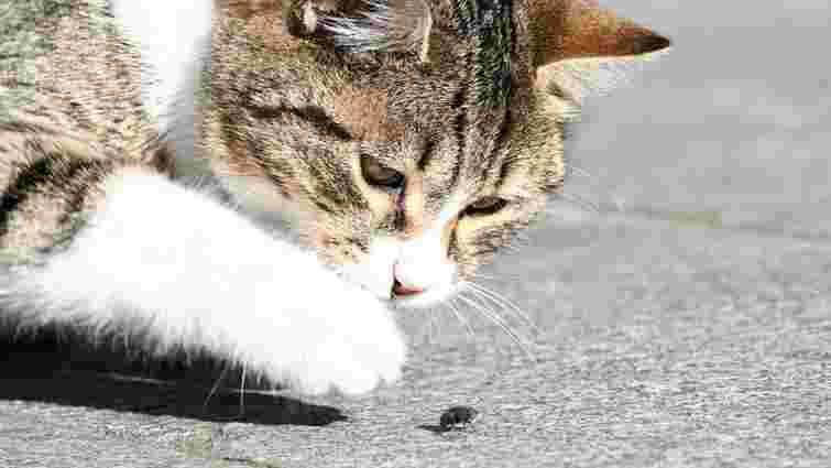 Чому коти їдять мух: чи нормально це та які є ризики