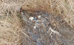 Поліція розслідує зливання відходів з птахофабрики у річку на Тернопільщині 