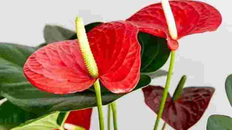 Знадобиться лише 1 грам на літр води: як оживити антуріум навесні