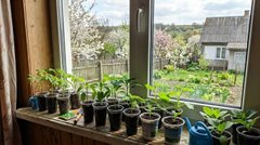 Не сійте розсаду в березні: ось вам одна причина, яка змінить ваш підхід